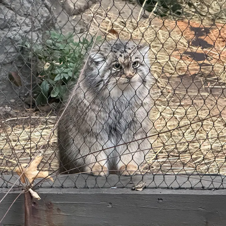 プロスペクト・パーク動物園のサルナイの写真
