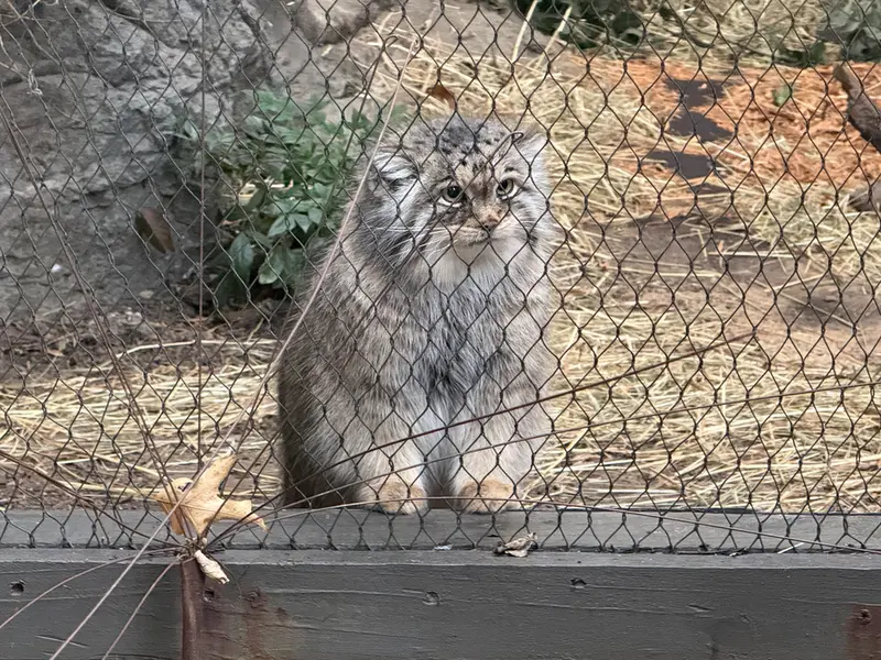 プロスペクト・パーク動物園のサルナイの写真