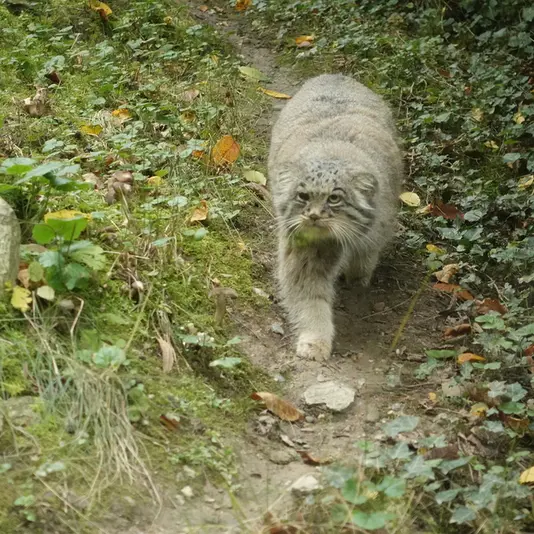 オペル動物園のバトゥの写真