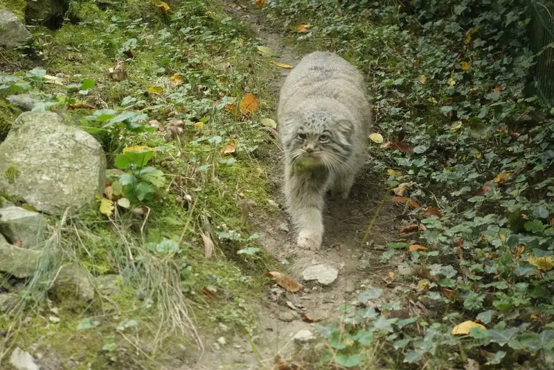 オペル動物園のバトゥの写真