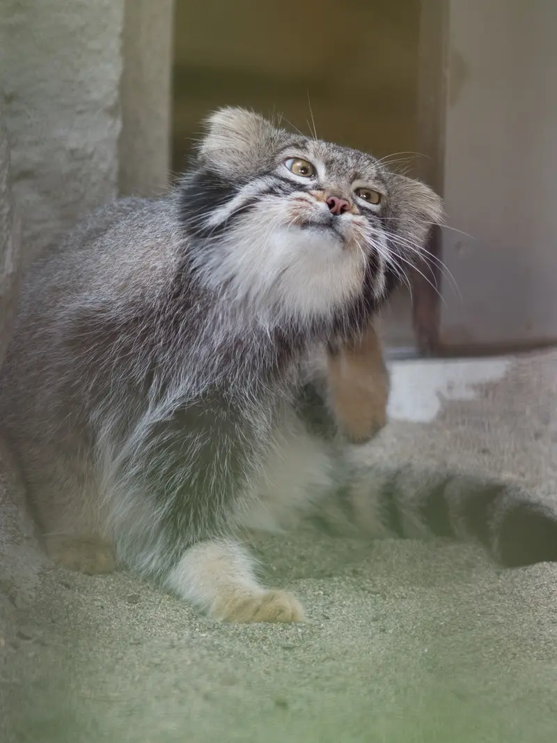 野毛山動物園のフィーガの写真