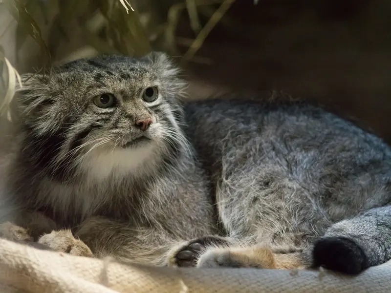 恩賜上野動物園のクリョンの写真