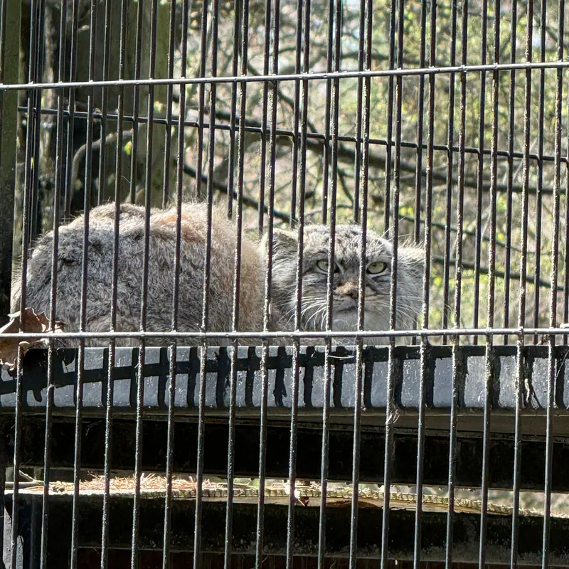 クラクフ動物園のジンギスの写真