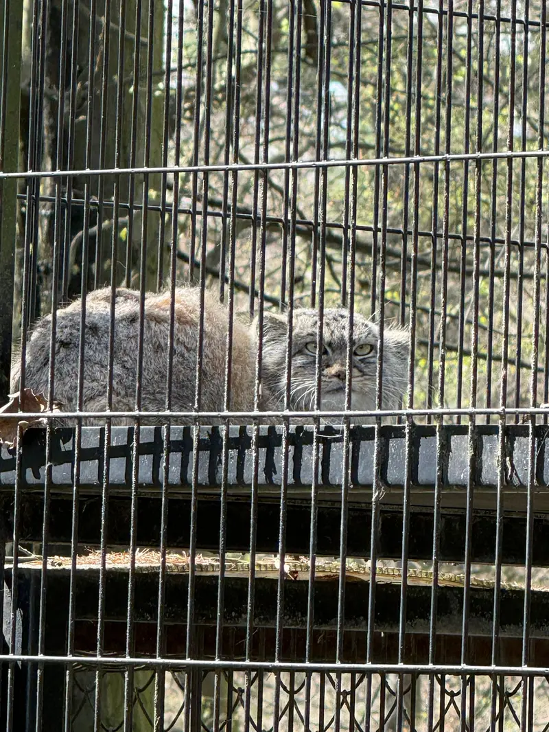 クラクフ動物園のジンギスの写真