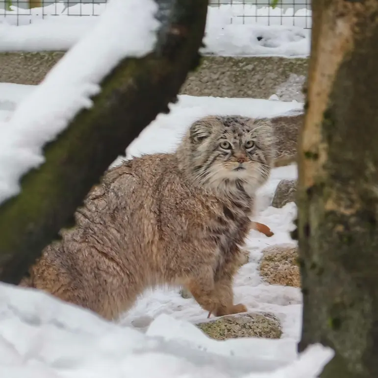 グダニスク動物園のマヌエルの写真