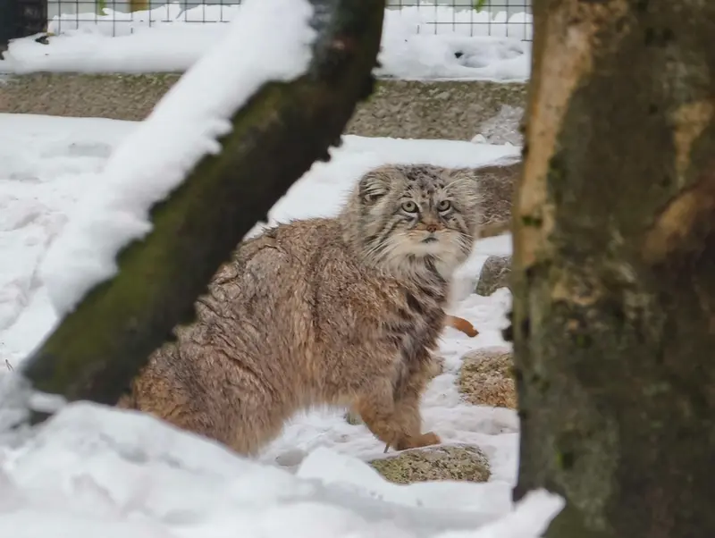 グダニスク動物園のマヌエルの写真