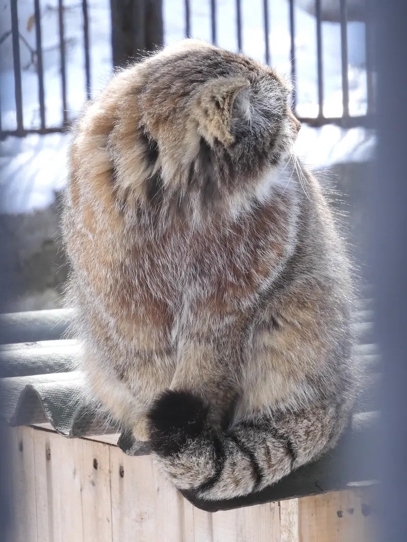 ノヴォシビルスク動物園のグレイの写真