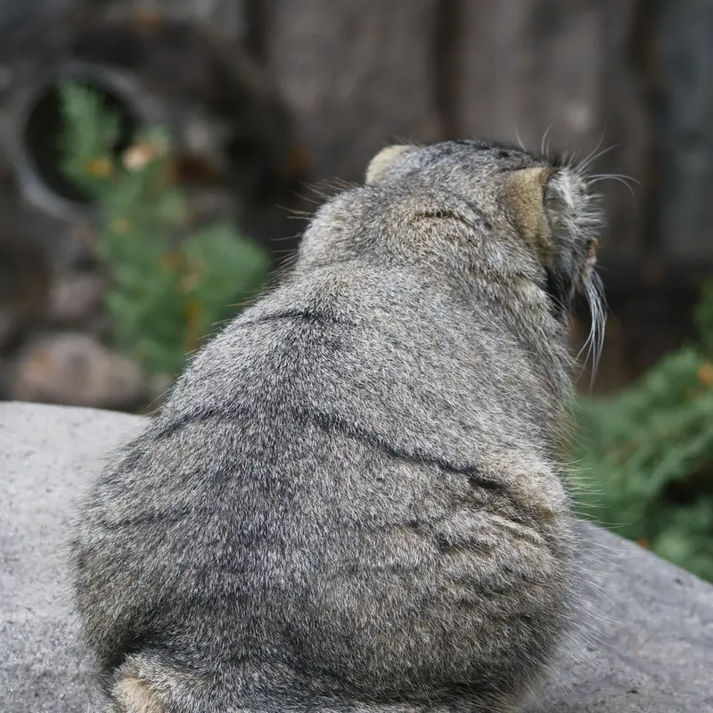 モスクワ動物園のティモフェイの写真