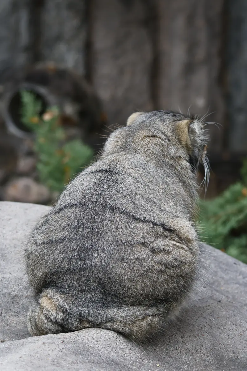 モスクワ動物園のティモフェイの写真