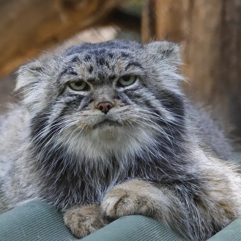 ノヴォシビルスク動物園のジョージの写真