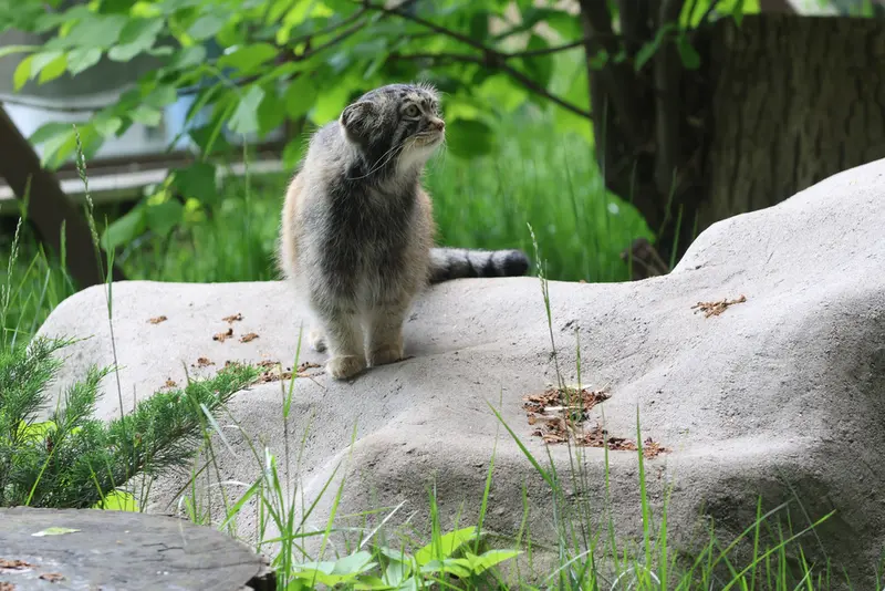 モスクワ動物園のティモフェイの写真