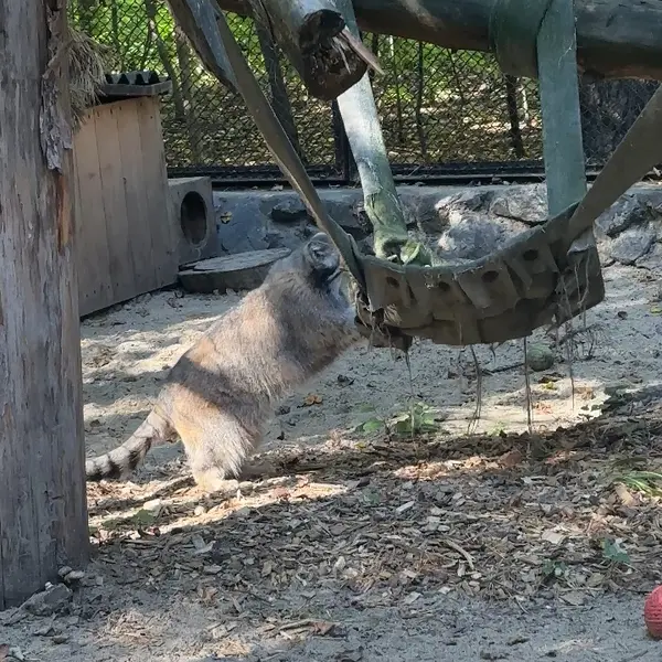 ノヴォシビルスク動物園のマヌルネコの写真
