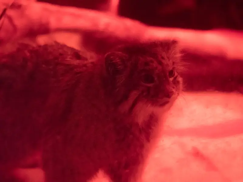 恩賜上野動物園のナイマの写真