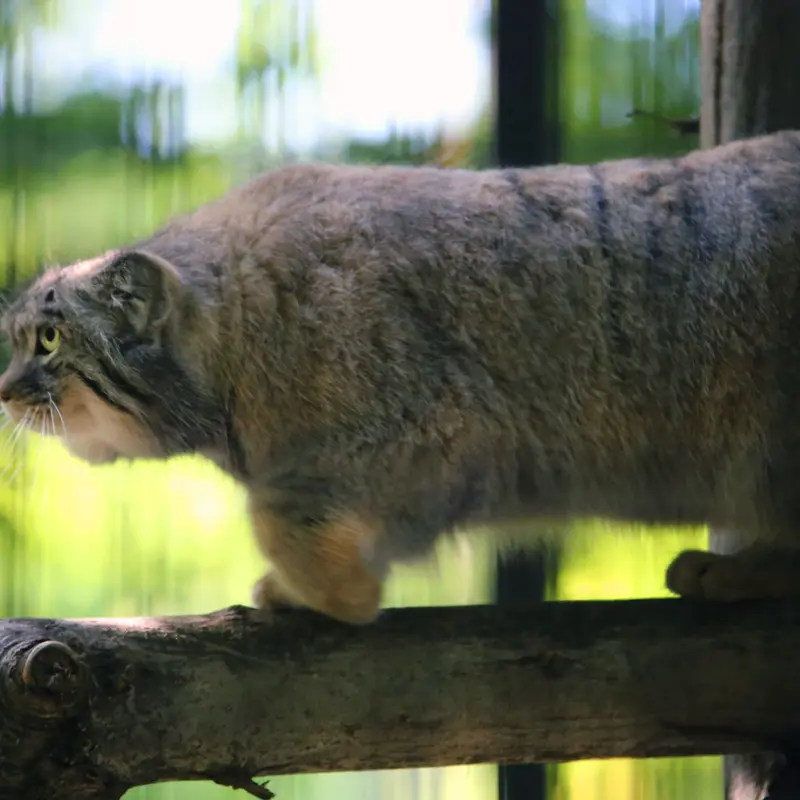 クラクフ動物園のツァスの写真