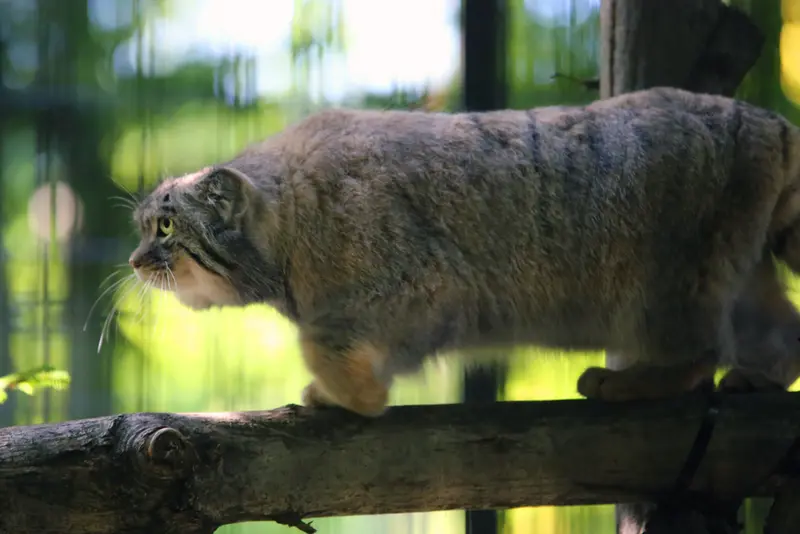 クラクフ動物園のツァスの写真