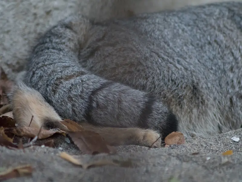 野毛山動物園のフィーガの写真