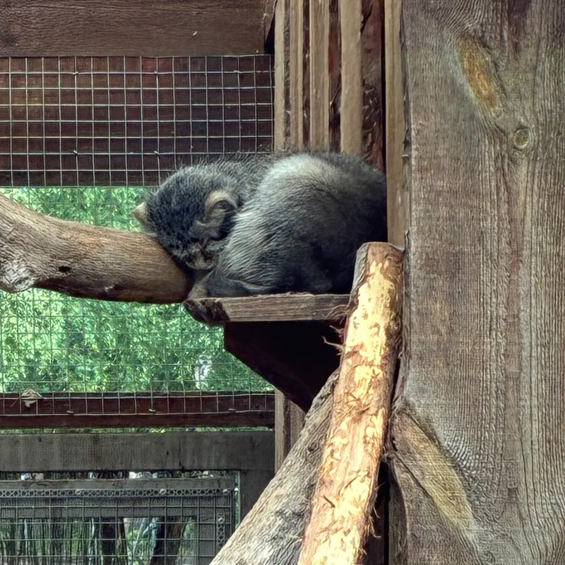 タリン動物園のアルタニの写真
