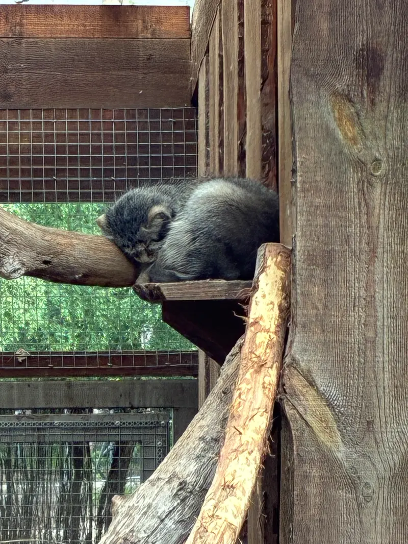 タリン動物園のアルタニの写真