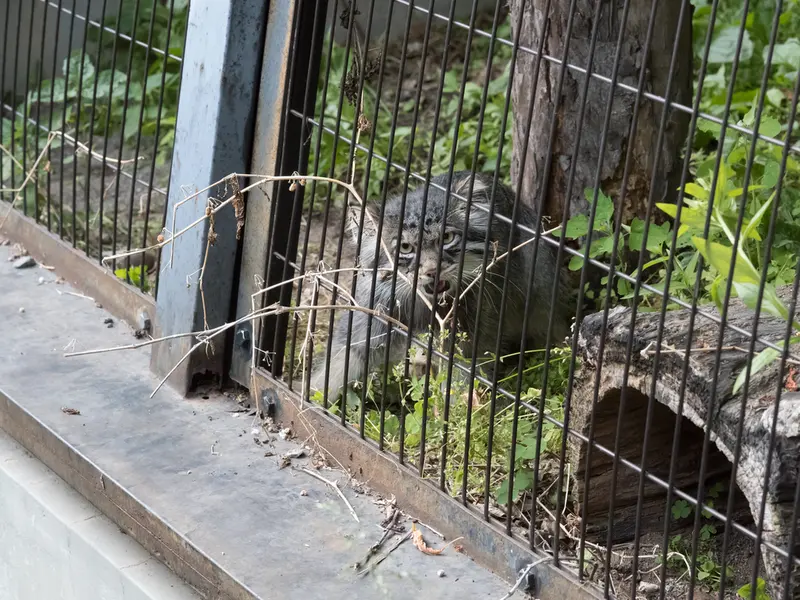 旭山動物園のヒデの写真