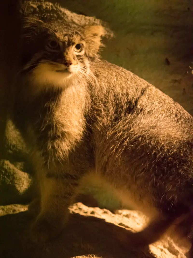 野毛山動物園のフィーガの写真