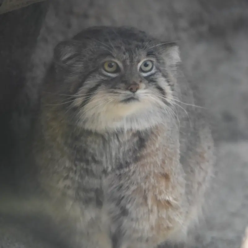 神戸どうぶつ王国のレフの写真