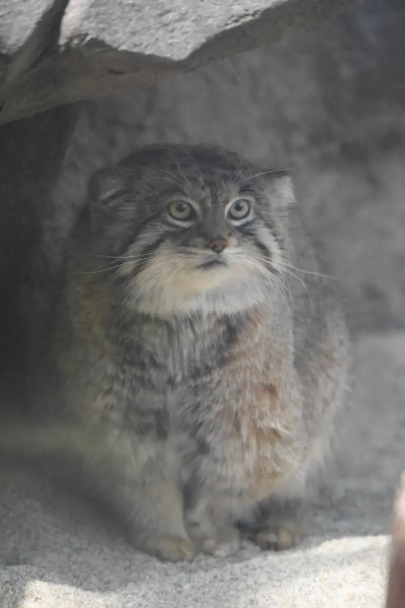 神戸どうぶつ王国のレフの写真