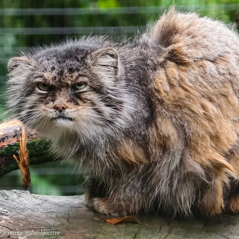 ウッチ動物園のパッツォの写真
