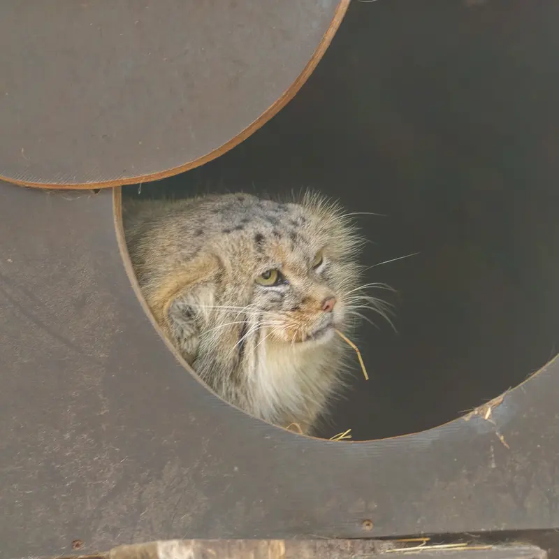 コシツェ動物園のアラニの写真