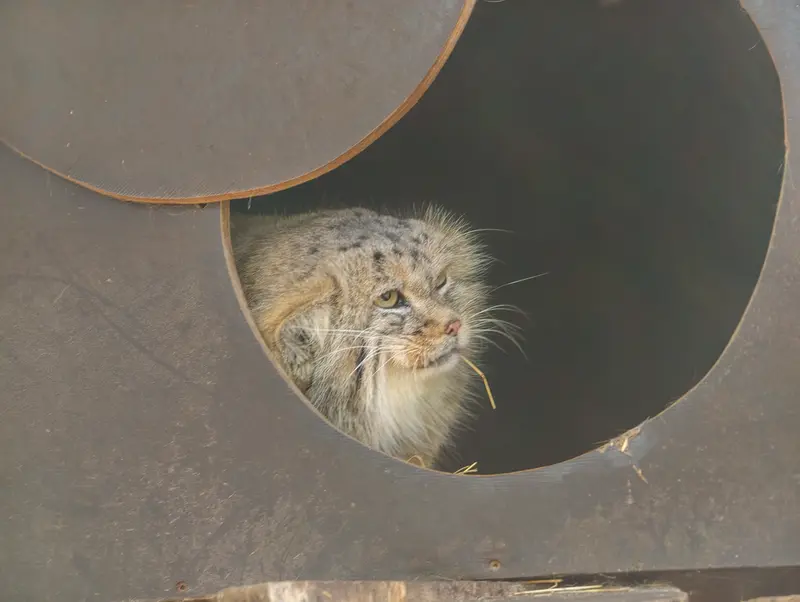 コシツェ動物園のアラニの写真