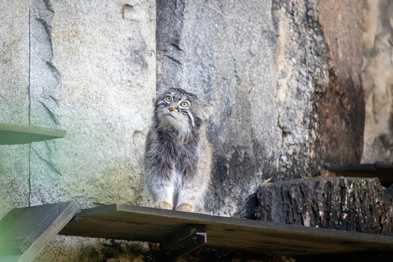モスクワ動物園のティモフェイの写真