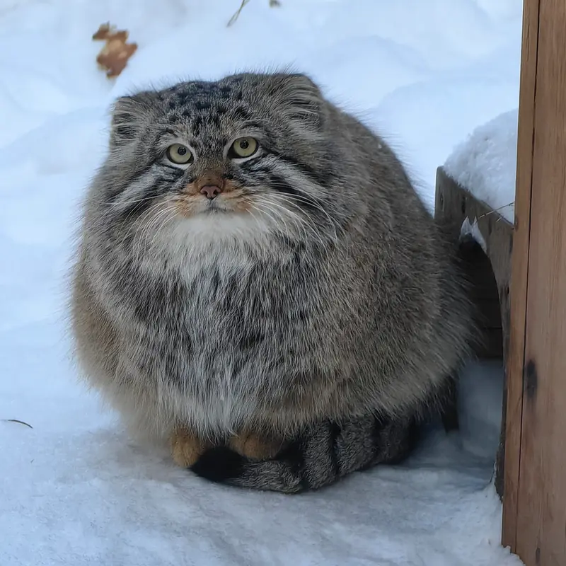 ノヴォシビルスク動物園のブルースの写真