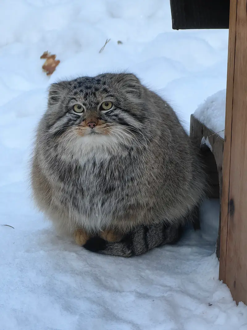 ノヴォシビルスク動物園のブルースの写真