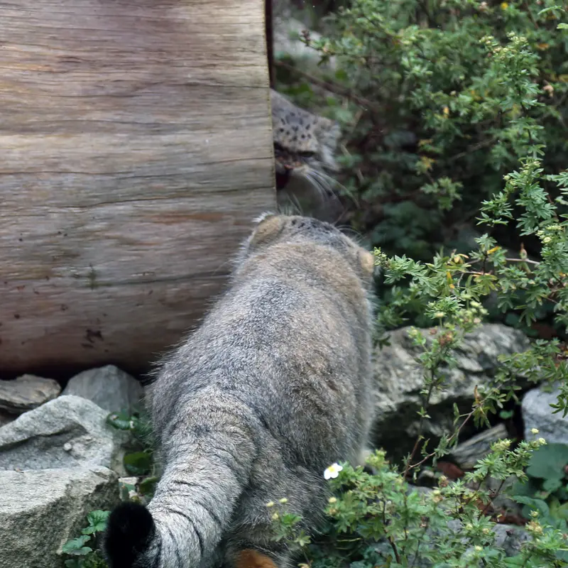 ヴロツワフ動物園のクビとザリナの写真