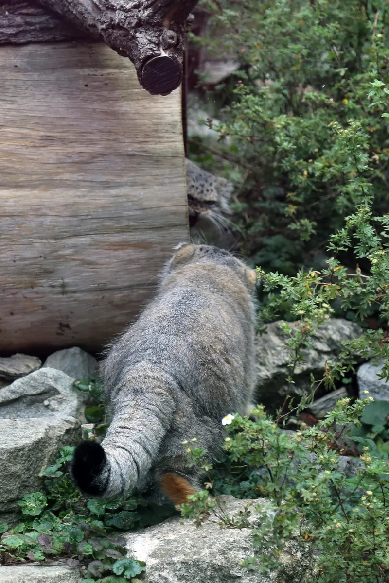 ヴロツワフ動物園のクビとザリナの写真