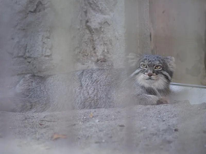 野毛山動物園のフィーガの写真