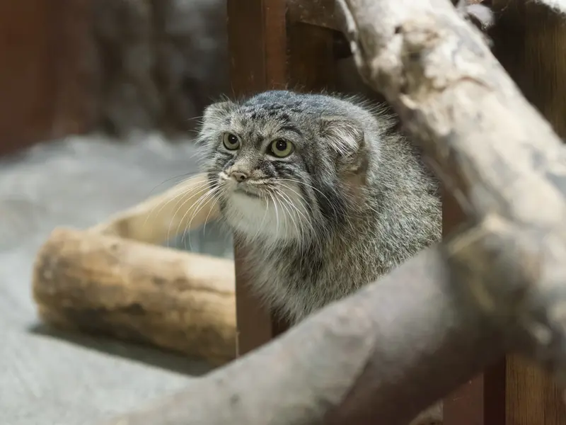 恩賜上野動物園のサフランの写真