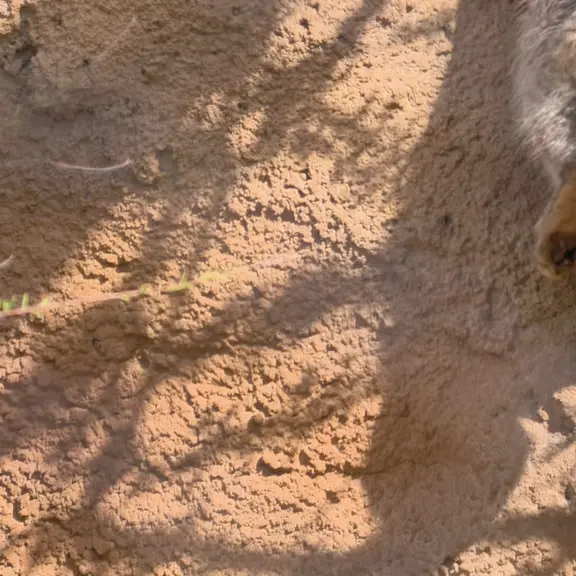 プラハ動物園のマヌルネコの写真
