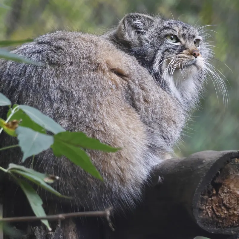 ノヴォシビルスク動物園のゾーシャの写真