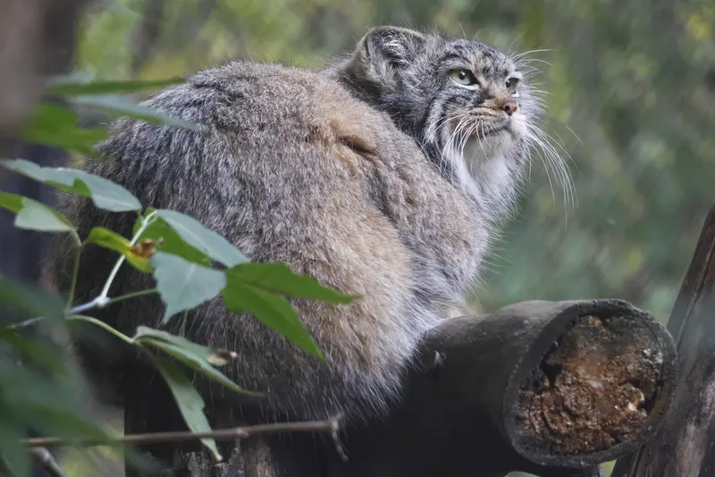 ノヴォシビルスク動物園のゾーシャの写真