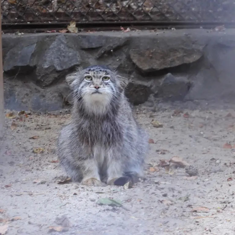 ノヴォシビルスク動物園のミアの写真