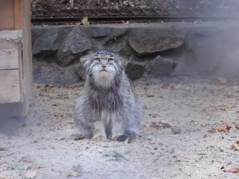 ノヴォシビルスク動物園のミアの写真