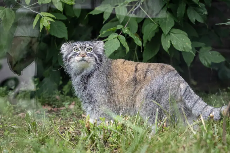 モスクワ動物園のティモフェイの写真