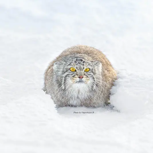 マヌルネコの写真