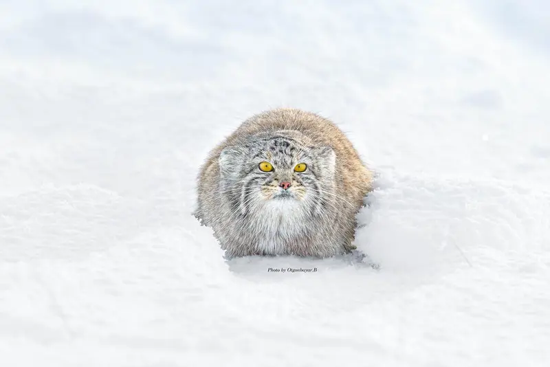 マヌルネコの写真
