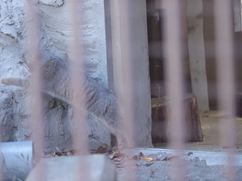 野毛山動物園のフィーガの写真