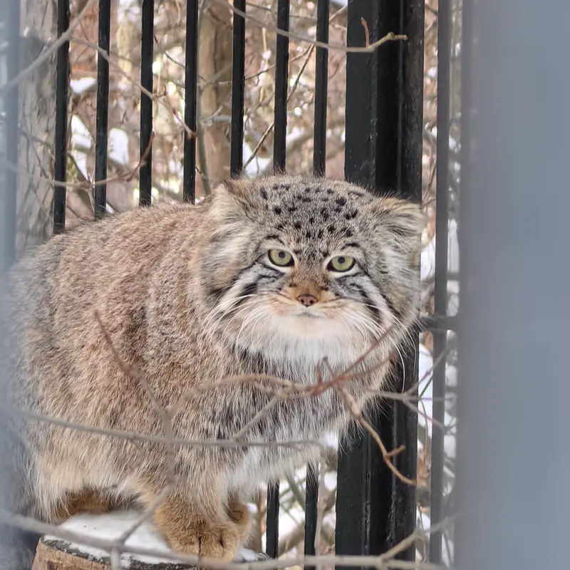 ノヴォシビルスク動物園のスキフの写真