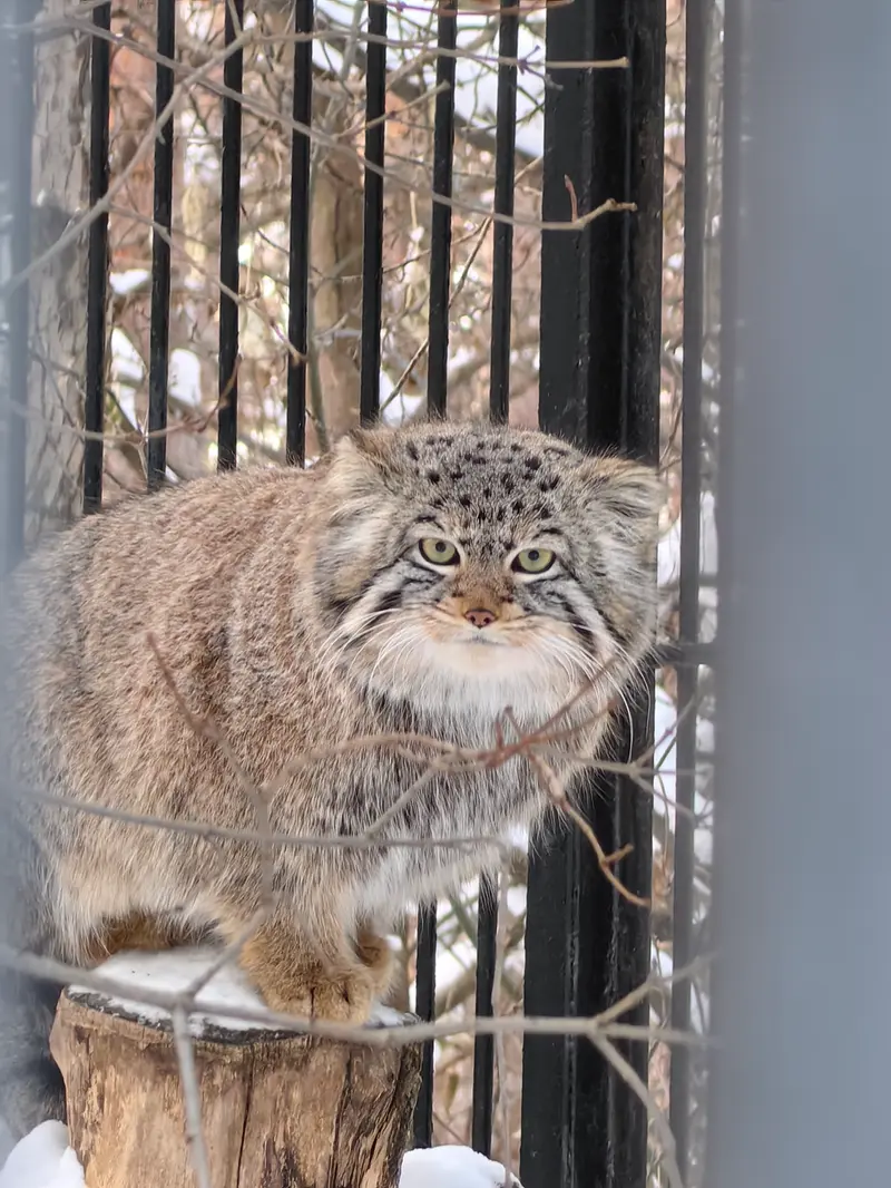 ノヴォシビルスク動物園のスキフの写真