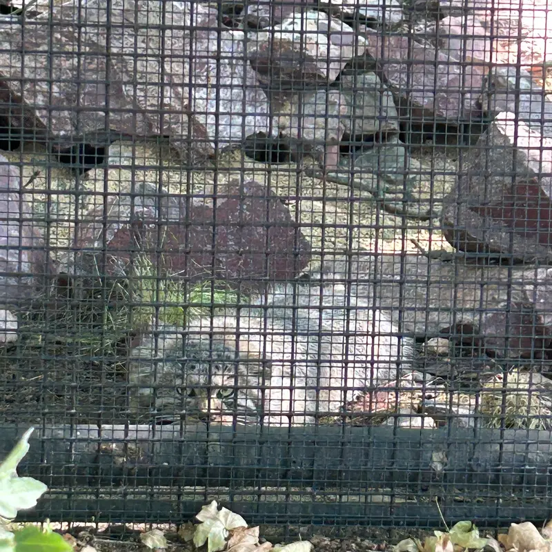 ブルノ動物園のアリウナーの子ネコ b.2026 Ⅰ、アリウナーの子ネコ b.2026 Ⅱ、アリウナーの子ネコ b.2026 Ⅲ、アリウナーの子ネコ b.2026 Ⅳ、アリウナーの子ネコ b.2026 Ⅴとアリウナーの子ネコ b.2026 Ⅵの写真