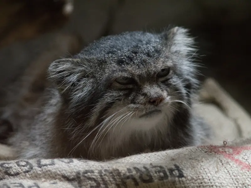 恩賜上野動物園のクリョンの写真