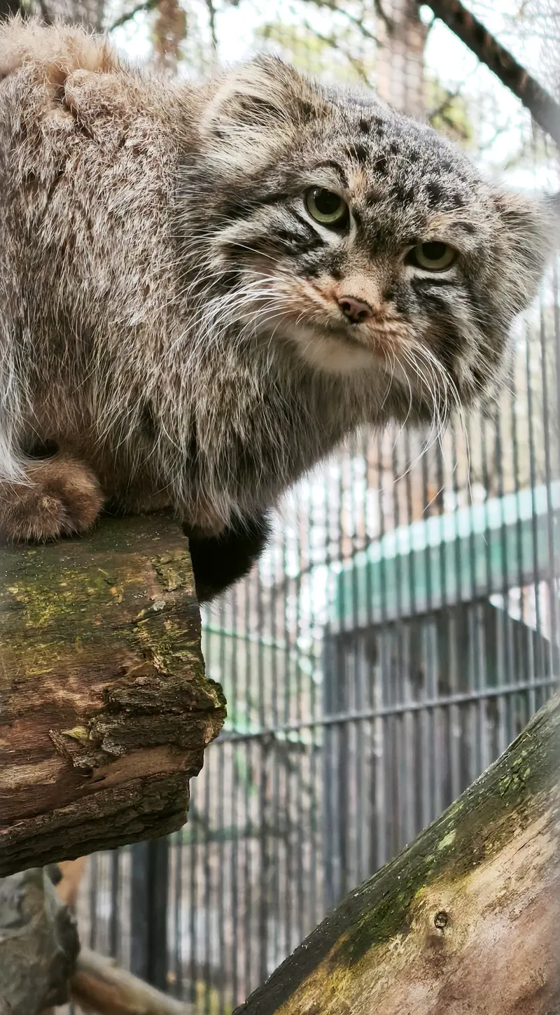 ノヴォシビルスク動物園のレオンの写真